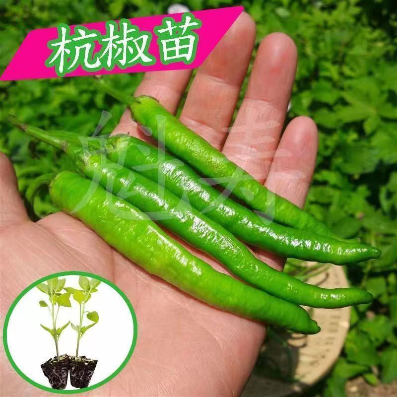 杭椒苗6/1 号种子籽辣椒种子早熟春季四季盆栽微辣蔬菜苗秧幼苗孑