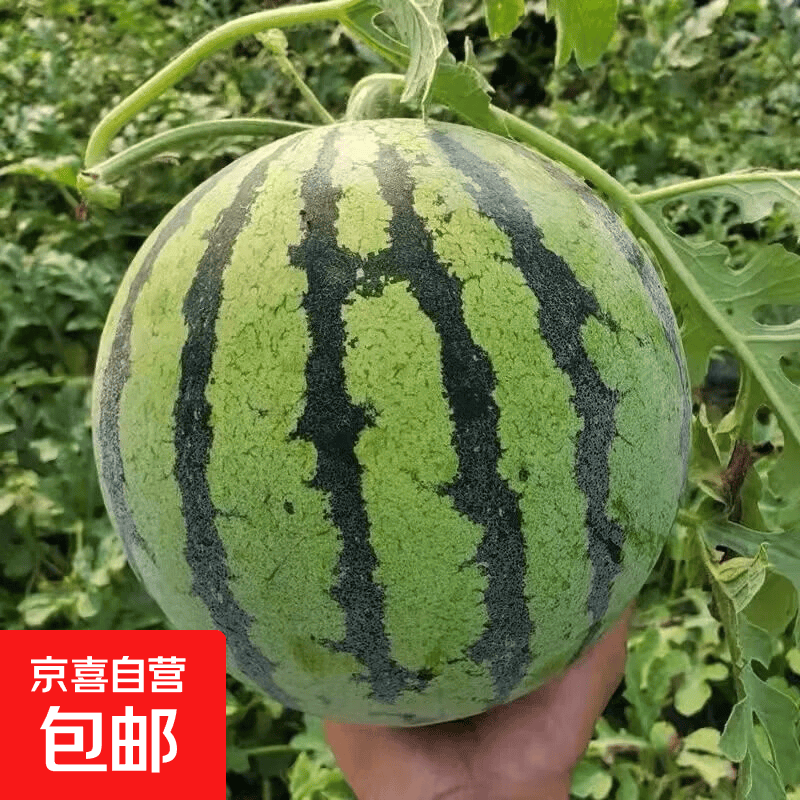 美都精品麒麟西瓜冰糖心新鲜应季麒麟瓜脆甜薄皮多汁水果京东包邮 5-6斤