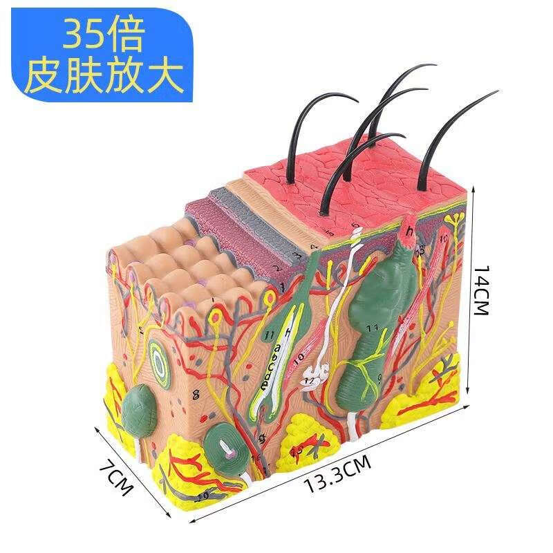 人体皮肤模型结构解剖头皮毛发毛囊组织科学教学针灸练习皮肤模型 35