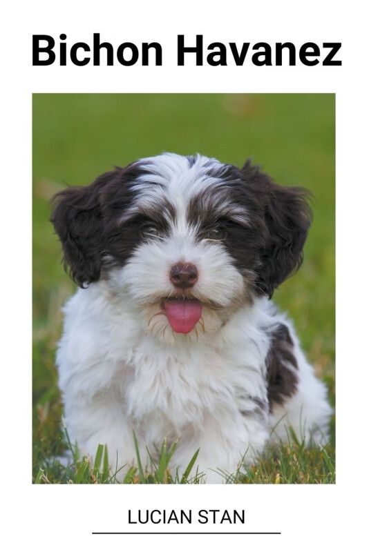 预售 按需印刷  bichon havanez