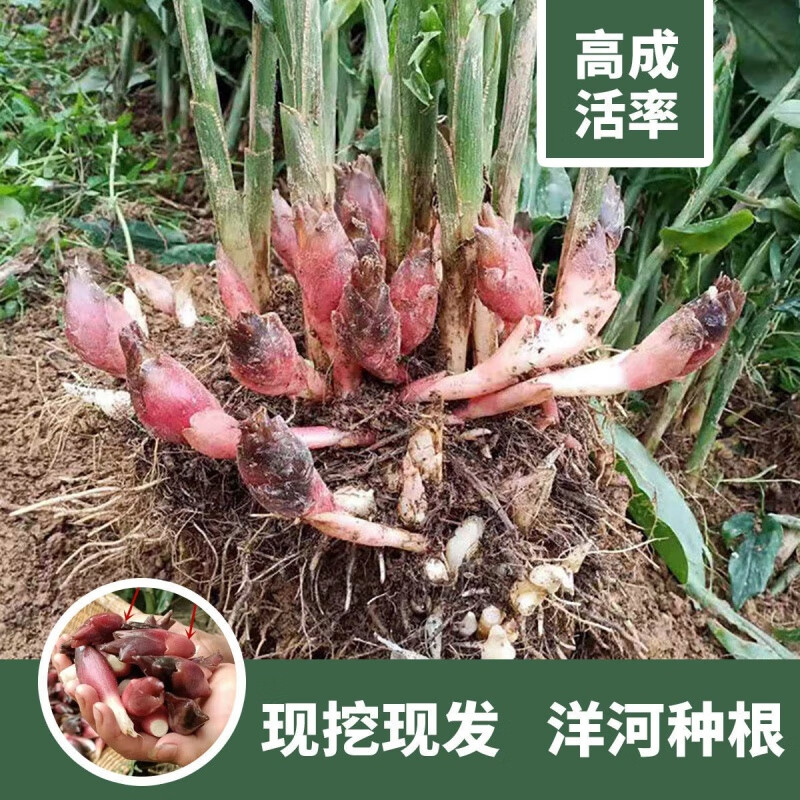 阳荷茗荷 洋荷姜种根 阳藿山姜观音花野生姜莲花姜种子洋河姜种苗 1斤