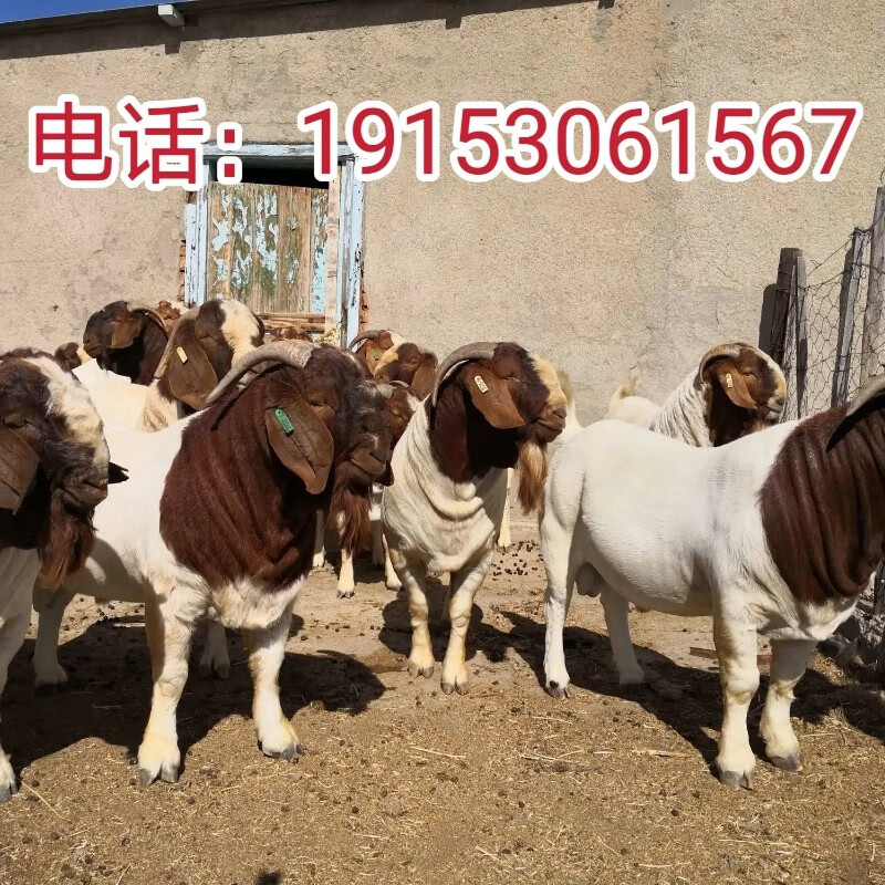 纯种波尔山羊小羊出售家养活羊大型成年山羊怀孕母羊活体养殖技术