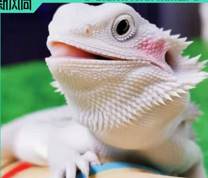 蜥蜴爬宠虫温顺不咬人柑橘橙红黄系超白wit网红可爱zero 微残鬃狮蜥