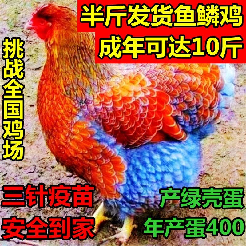 纳学【正品】精选半斤五彩怀特鱼鳞鸡观赏鸡七彩好养便宜家养下绿壳蛋