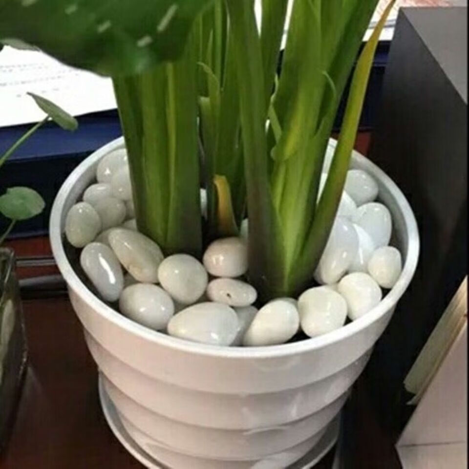 雨花石水培郁金香鱼缸造景铺路阳台装饰风水石 灰白鹅卵石2-4厘米1斤