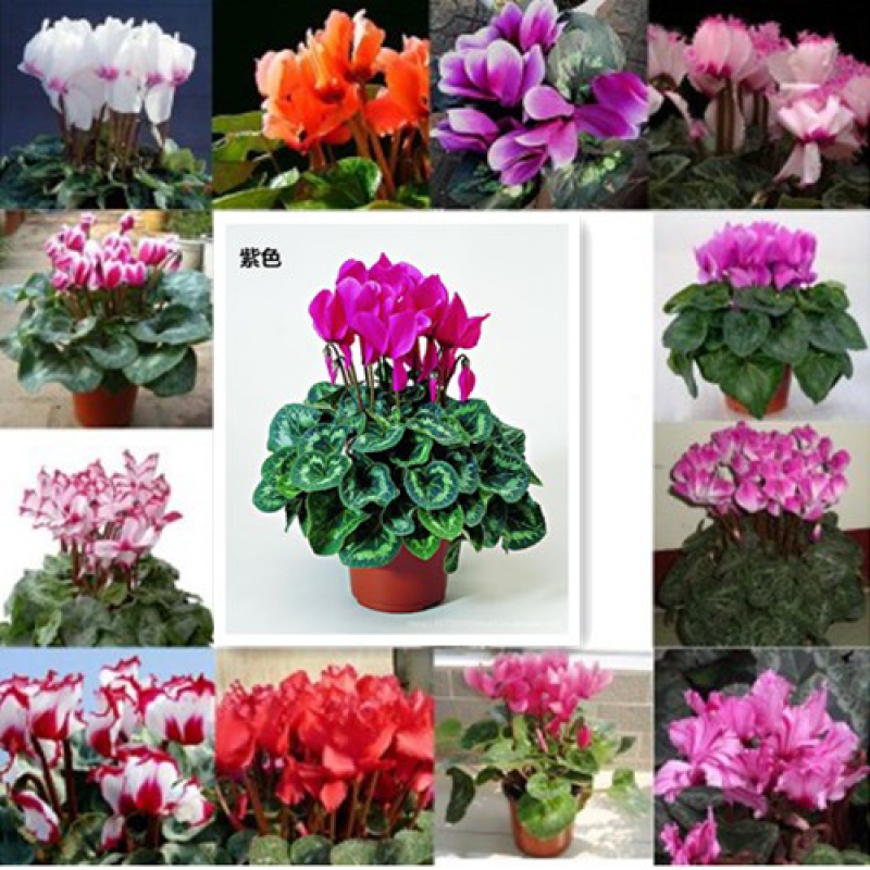长寿花花苗带花室内办公室桌面盆栽花卉绿植盆景 仙客来带花 颜色随机
