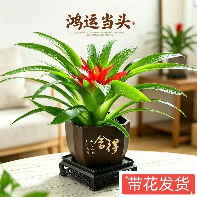 【花仙子】鸿运当头带花小红星花卉室内客厅植物办公室净化空气A 2盆鸿运当头(舍得盆配地垫) 带盆(盆直径9cm/整高20-25cm)