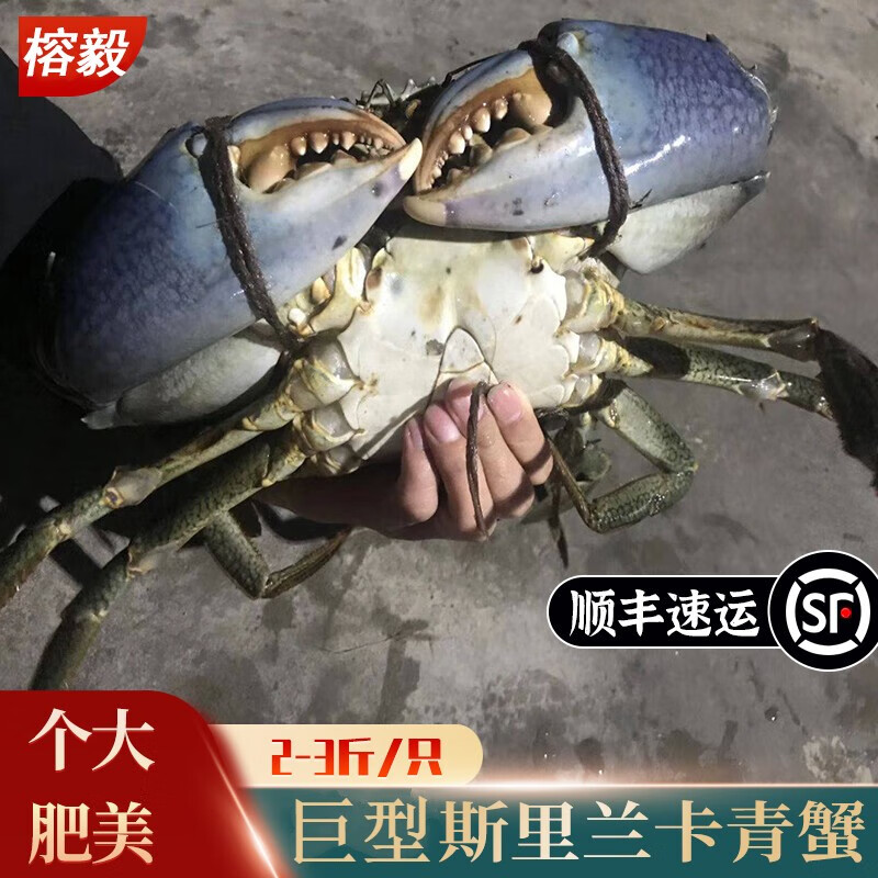 斯里兰卡巨型青蟹(2-3斤/只公蟹)特大螃蟹鲜活蟹王泥蟹
