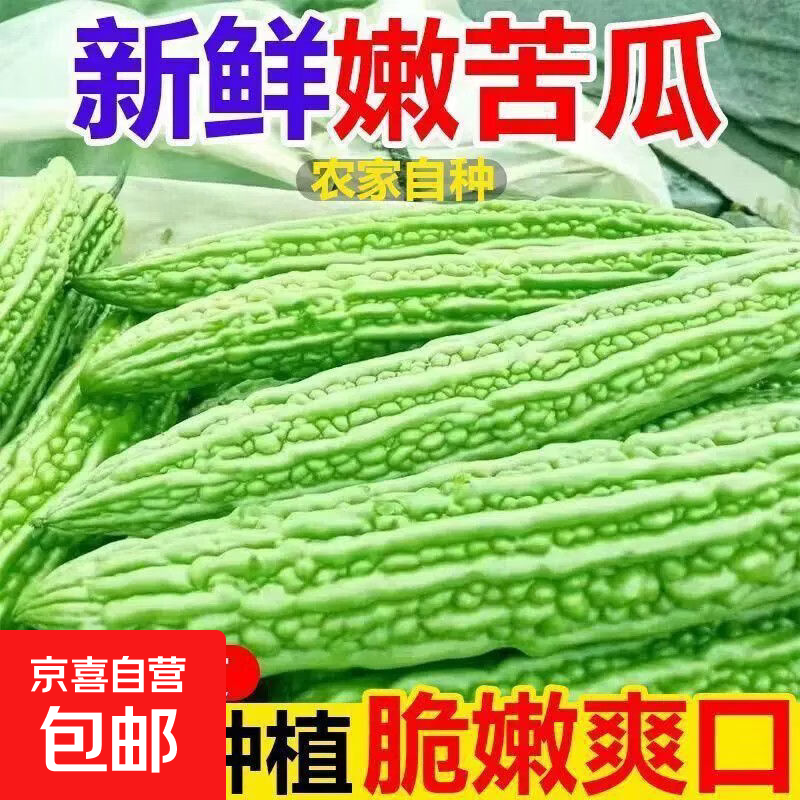 【现摘现发】新鲜苦瓜山东现摘农家自种蔬菜凉瓜当季新鲜苦瓜新鲜 新鲜苦瓜 5斤