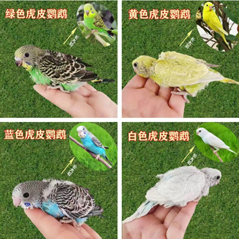 万宠汇 雏鸟活体宠物鸟半毛手养虎皮鹦鹉玄风牡丹半毛鸟喂奶手玩小