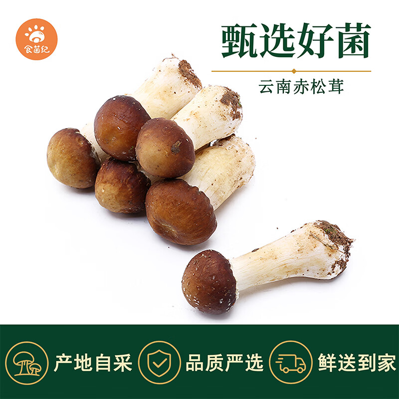 食菌纪新鲜菌菇现采炖汤煲汤火锅食材时令蘑菇京东生鲜发货 新鲜赤松茸 1000g(250g/盒*4)