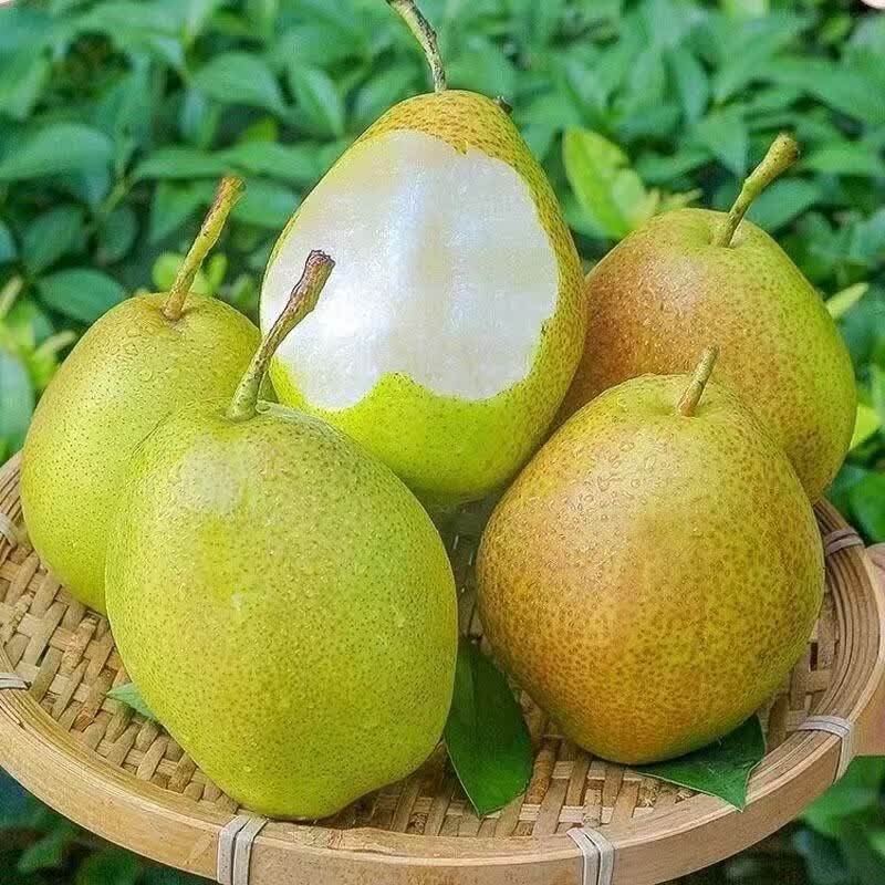 正宗河北香梨新梨7号酥梨特级新鲜水果梨子当季脆甜多汁 新鲜采摘净重4.5斤单果150g