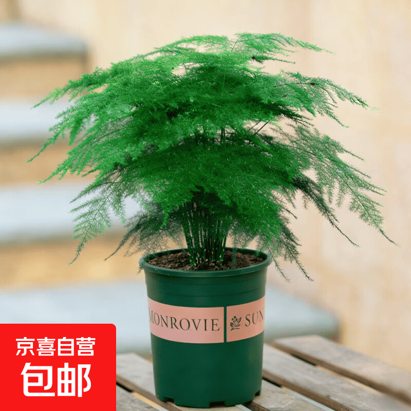 文竹盆栽室内阳台客厅办公室桌面摆件植物盆景大号老桩苗绿植花卉 文竹（一盆） 带盆栽好+花盆底托 带盆栽好