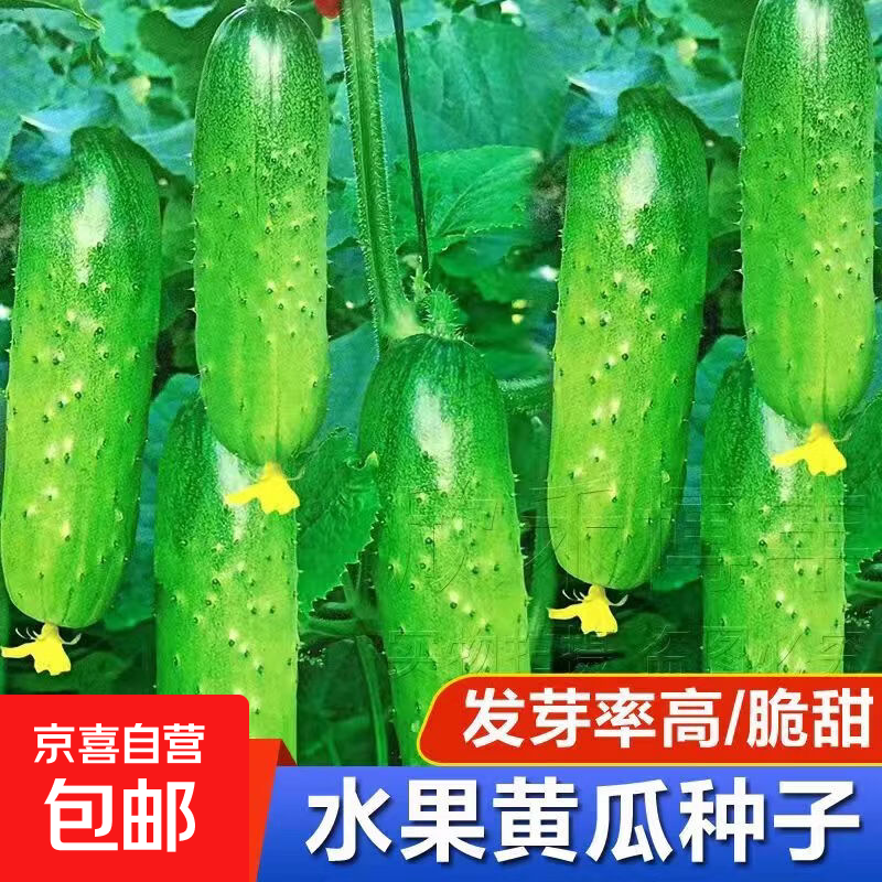新种上市水果黄瓜种子生吃四季水果种籽蔬菜种子新品种阳台种植 脆甜水果黄瓜种子新种250粒5包