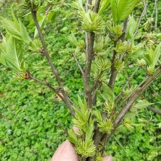 胖东来同款湖南张家界男士滋补针型花蕊特级正宗雄花杜仲茶养生茶嗷嗷叫 【杜仲雄花】补肾强骨 150g*4罐 煲汤 泡酒 泡茶首先