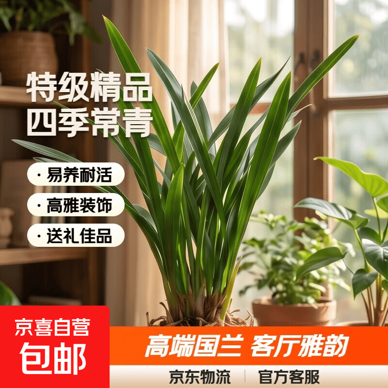 特级浓香型企黑兰花国兰客厅四季好养盆栽绿植物国花高端送礼物 高度40cm冠幅15cm特级精品兰花 1苗裸根发货