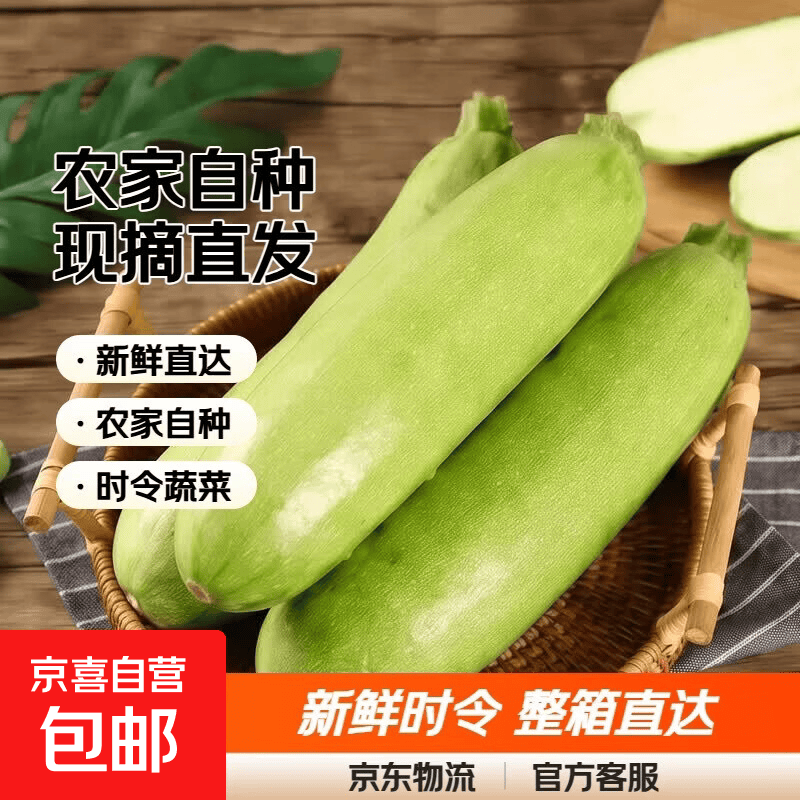农家新鲜西葫芦农家自种蔬菜茭瓜新鲜现摘农场直发新鲜时令蔬菜 整箱2斤