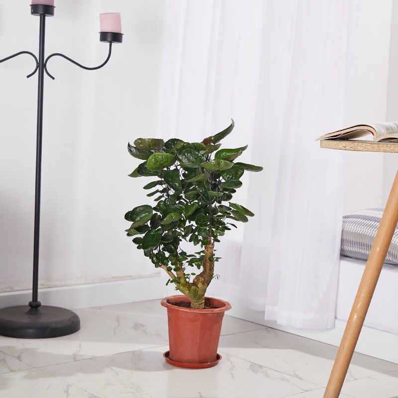 金钱兜金钱树室内大型绿植大盆栽植物圆叶钱多多除甲醛办公室客厅 高