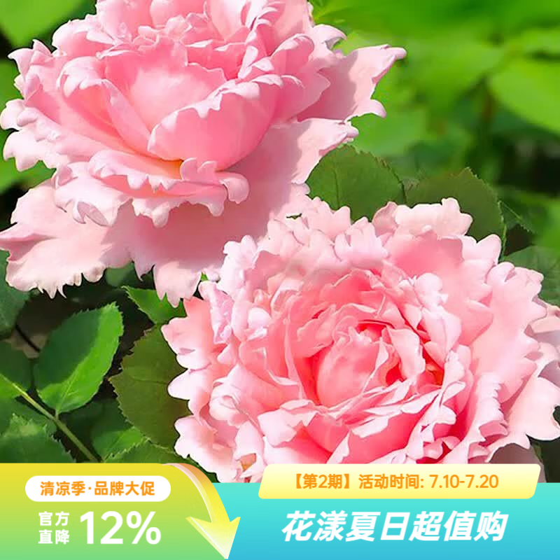 虹越（HONGYUE）花园月季盆栽苗P9龙沙宝石蓝色阴雨盆栽多季开花月季TX 【KS香味月季】索菲罗莎 P9（昆山仓发）