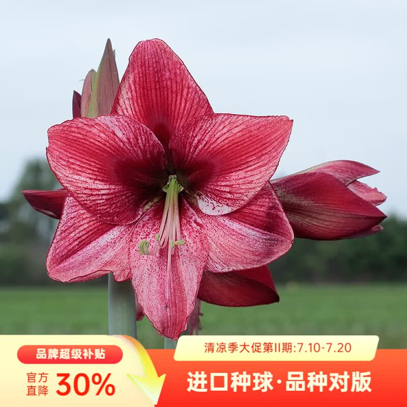 虹越（HONGYUE）进口朱顶红种球秘鲁朱裸球 阳台花园地栽盆栽多年生球根花卉 【进口球】启示（28/30）