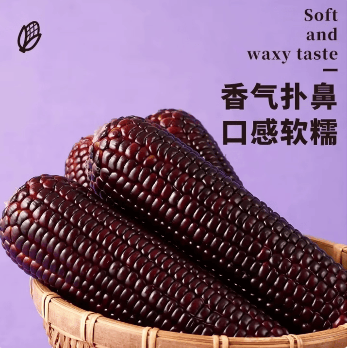 鲜食黄糯玉米棒 内蒙古巴彦淖尔产地直发家庭代餐杂粮 黄糯玉米 8根装 单根230~240g