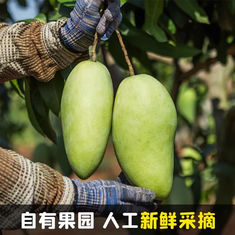 落沙园攀枝花凯特芒新鲜水果香甜可口肉厚多汁大果现摘现发 9斤分享装[多人分享装-较划算]净8.5斤 A+级精选大果[单果300g+]甜