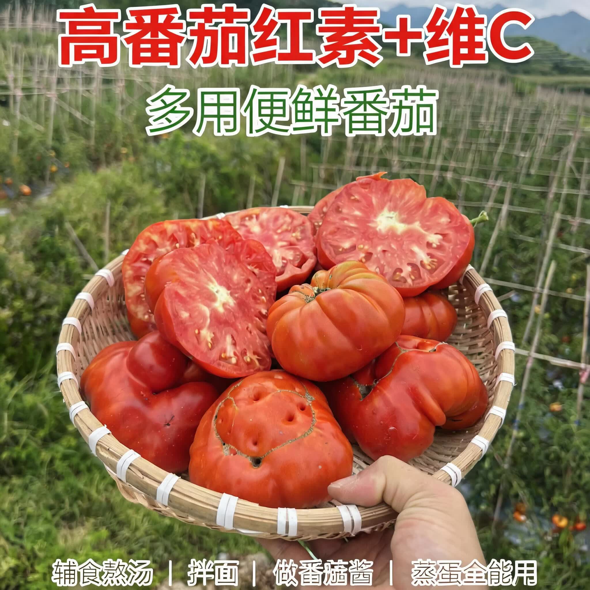 贵州露天马蹄番茄老品种沙瓤自然熟宝宝辅食现摘顺丰包邮 5斤大果(100克以上)普通礼盒装 5斤