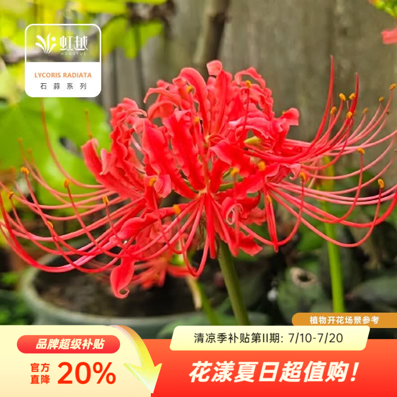 虹越2026石蒜种球 庭院花园多年生曼珠沙华彼岸花球根花卉种球HN 【5球】红花石蒜(曼珠沙华) (周长10+cm)