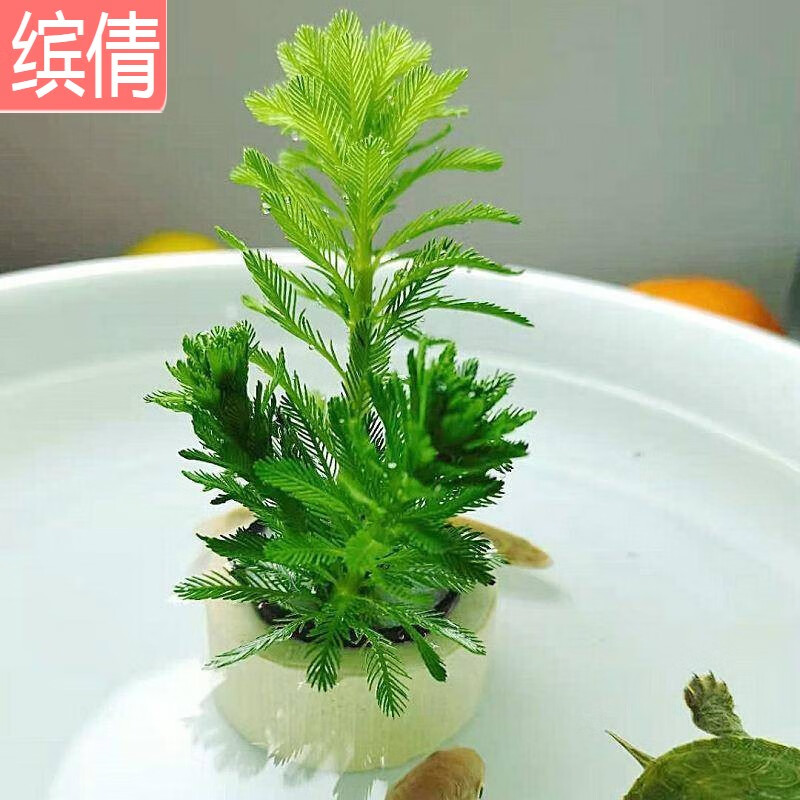 虾草缸 相关京东优惠商品推荐降序排行榜 价格图片品牌优惠券 虎窝购