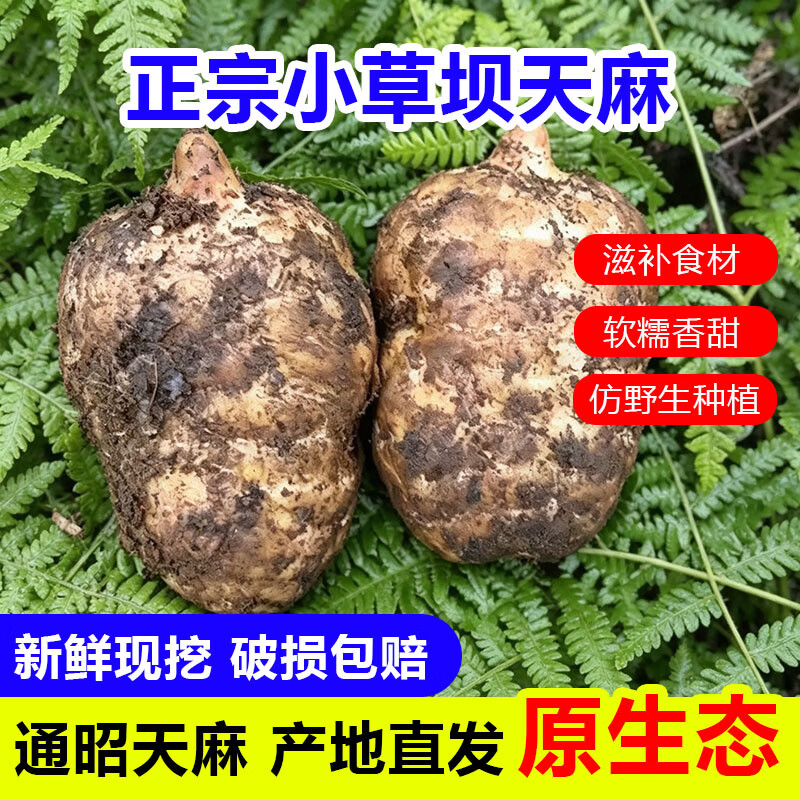 云南昭通小草坝新鲜天麻 高原天麻现挖 源头直发包邮 【精选大果3斤礼盒】 3-5个/斤 1500g*1箱 精选礼盒装