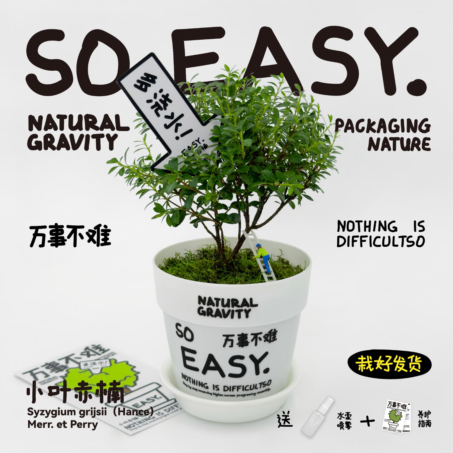 自然引力-万事不难小叶赤楠办公室内桌面微景观绿植盆栽礼物摆件