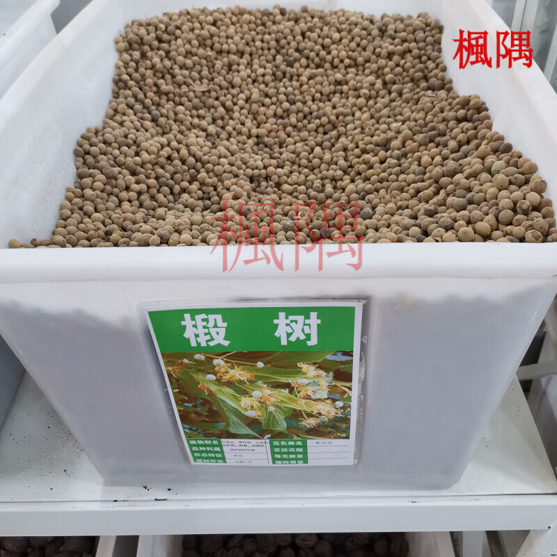 楓隅椴树种子林木种籽国产散装四季多年生工程绿化观叶种孑 椴树种子