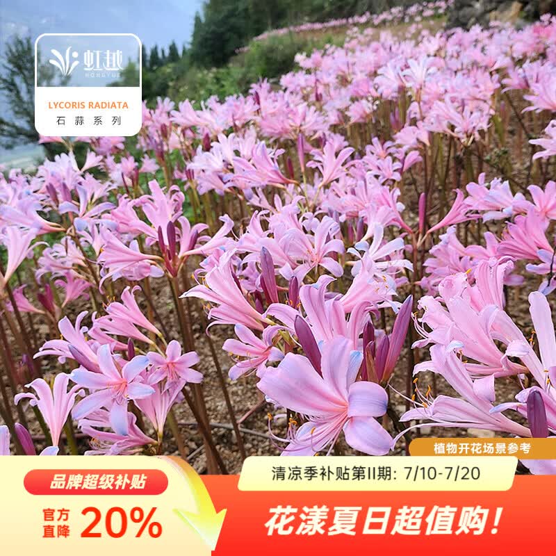 虹越2026石蒜种球 庭院花园多年生曼珠沙华彼岸花球根花卉种球HN 【10球】粉蓝石蒜(换锦花) (周长8+cm)