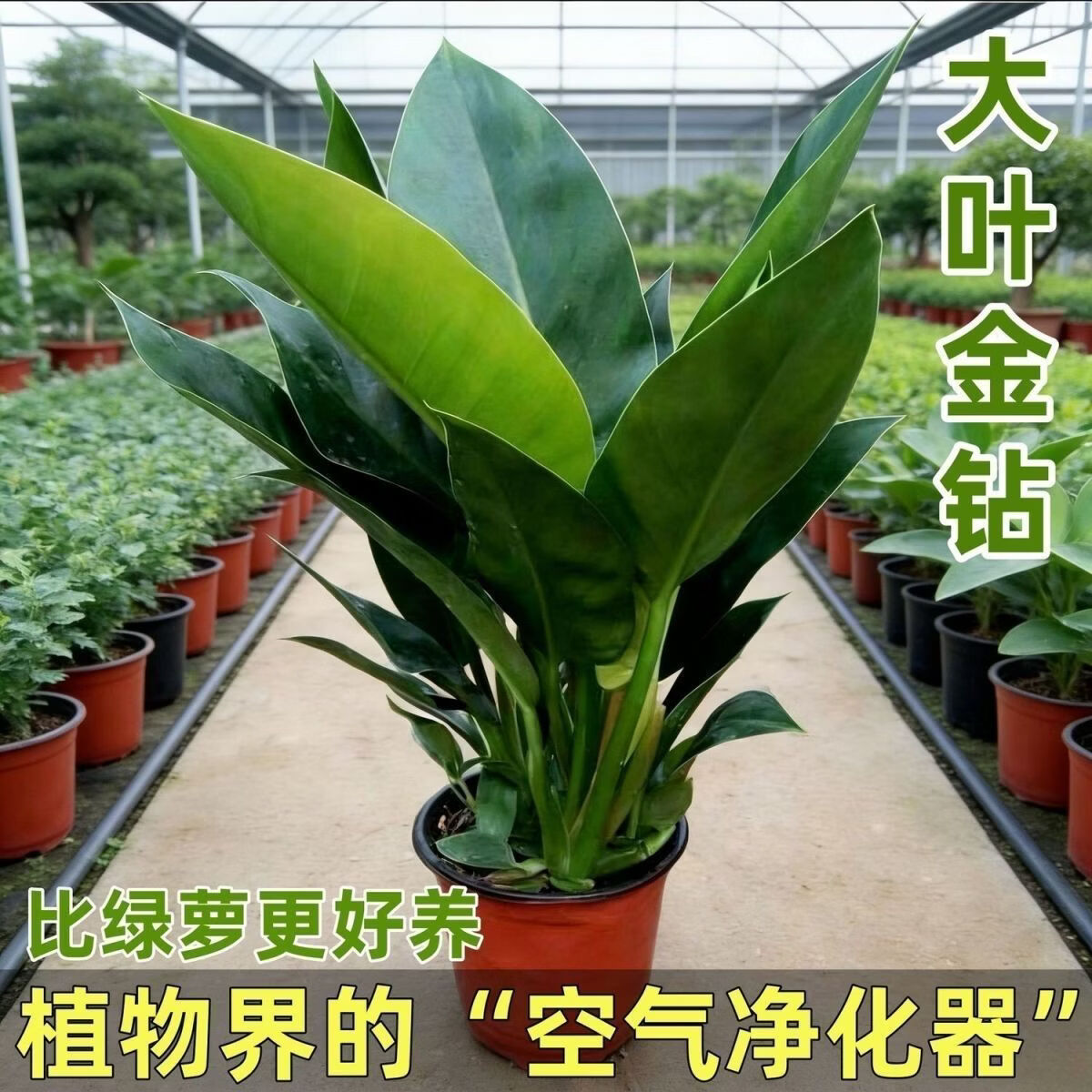 大叶金钻绿公主水培室内植物gxy 超大叶金钻【原盆原土】1颗