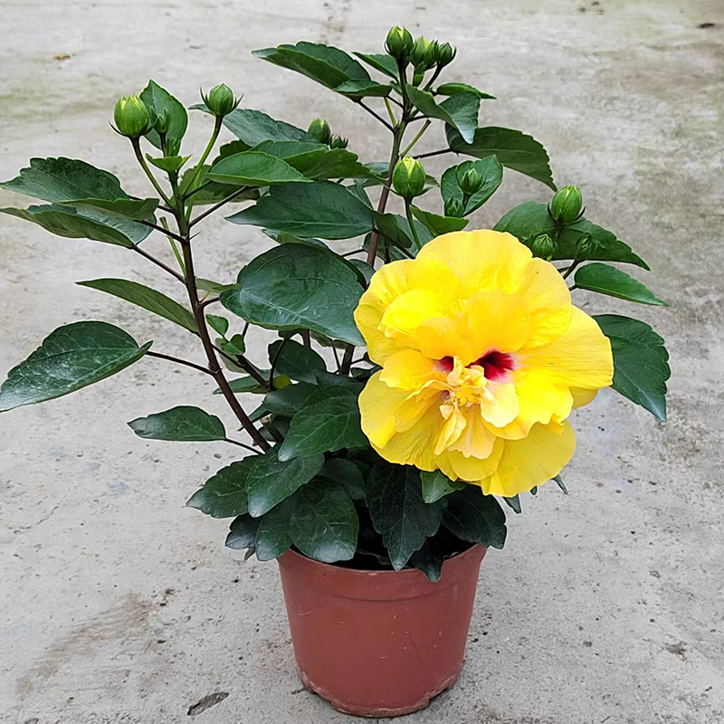 丹麦木槿大红花粉色红色桔色扶桑花重瓣桑叶牡丹朱槿木菊含盆 150