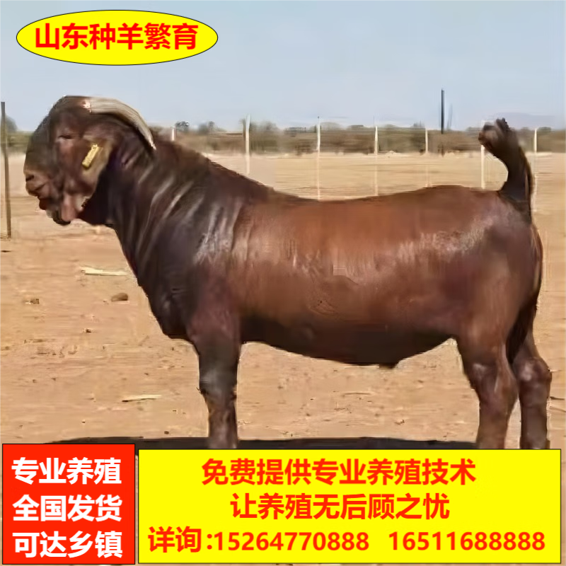 南疆黄金羊纯种活羊黄金羊活体小羊羔羊崽成年公羊种羊波尔山羊 母