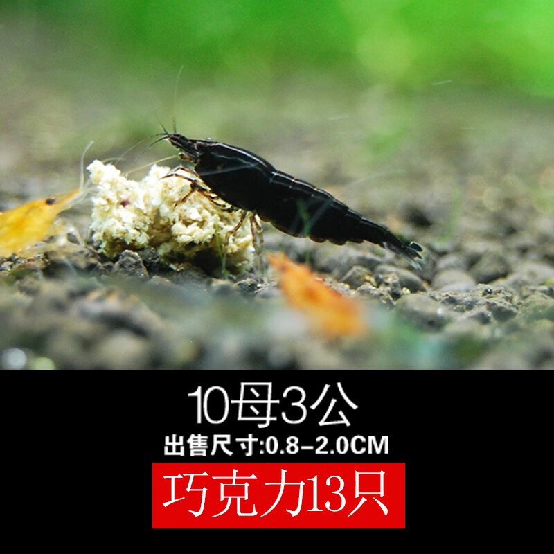 繁殖虾母虾公虾彩色虾十母三公套餐水草缸可养包损 黑巧克力虾10母3公