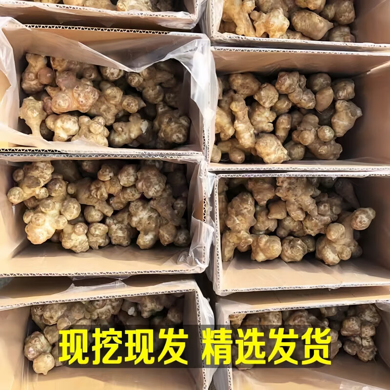 豔疅新鲜洋姜生鲜蔬菜姜片不辣农家自种酱腌菜泡菜种姜菊芋采挖泡咸菜 净重5斤【约25-75个】新鲜饱满