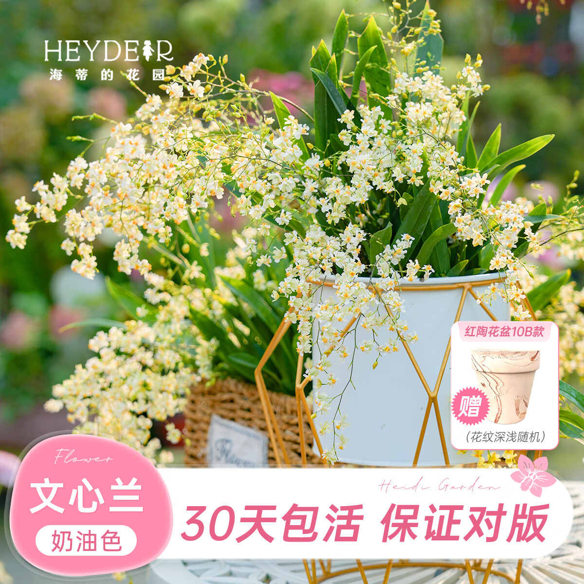 海蒂的花园文心兰盆栽绿植拍下赠红陶盆 11.3元 - 86线报