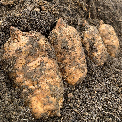 云南昭通小草坝新鲜天麻 高原天麻现挖 源头直发包邮 【精选大果3斤礼盒】 3-5个/斤 1500g*1箱 精选礼盒装