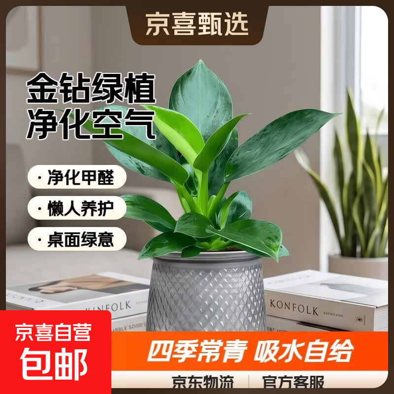 特价大叶金钻绿公主盆栽植物除甲醛绿植办公室四季常青室内摆放2 【1盆】金钻+灰繁星吸水盆 含盆高度15-20厘米