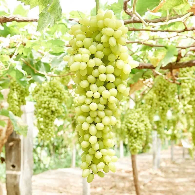 寻疆乐果新疆吐鲁番无核白葡萄精品脆甜多汁新鲜水果马奶提无籽青提 带箱5斤【净重4.5斤】顺丰直达