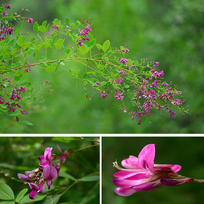 野生胡枝子树苗 荆条扫皮 易活易花蜜源植物 坡地绿化 传统中药材