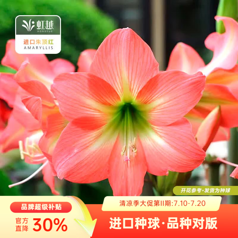 虹越（HONGYUE）进口南非朱顶红种球裸球 阳台花园地栽盆栽多年生球根花卉 【进口南非朱顶红】贝莱多娜（16/18）