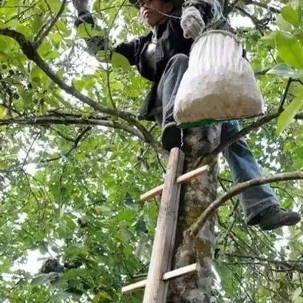 胖东来同款湖南张家界男士滋补针型花蕊特级正宗雄花杜仲茶养生茶嗷嗷叫 【杜仲雄花】补肾强骨 150g*4罐 煲汤 泡酒 泡茶首先