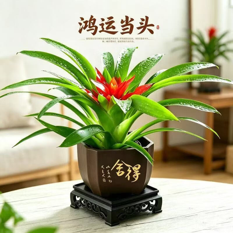 【花仙子】鸿运当头带花小红星花卉室内客厅植物办公室净化空气A 2盆鸿运当头(舍得盆配地垫) 带盆(盆直径9cm/整高20-25cm)