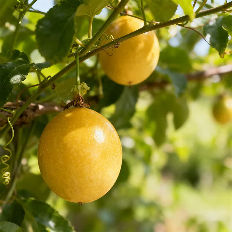 百香果新鲜水果特大果直采茶饮配料酸甜果汁广西当季 【净重3斤,约21-25个】*60-70g/个(大大果商超级)