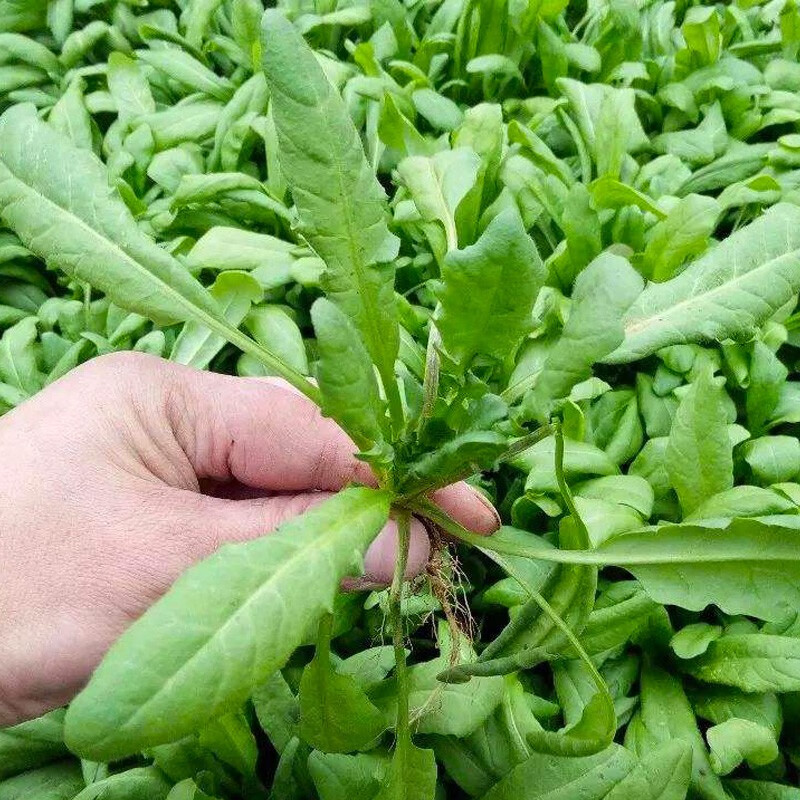 三千苗 大叶荠菜种子荠荠菜野菜种籽阳台食用盆栽四季秋冬农家蔬菜孑