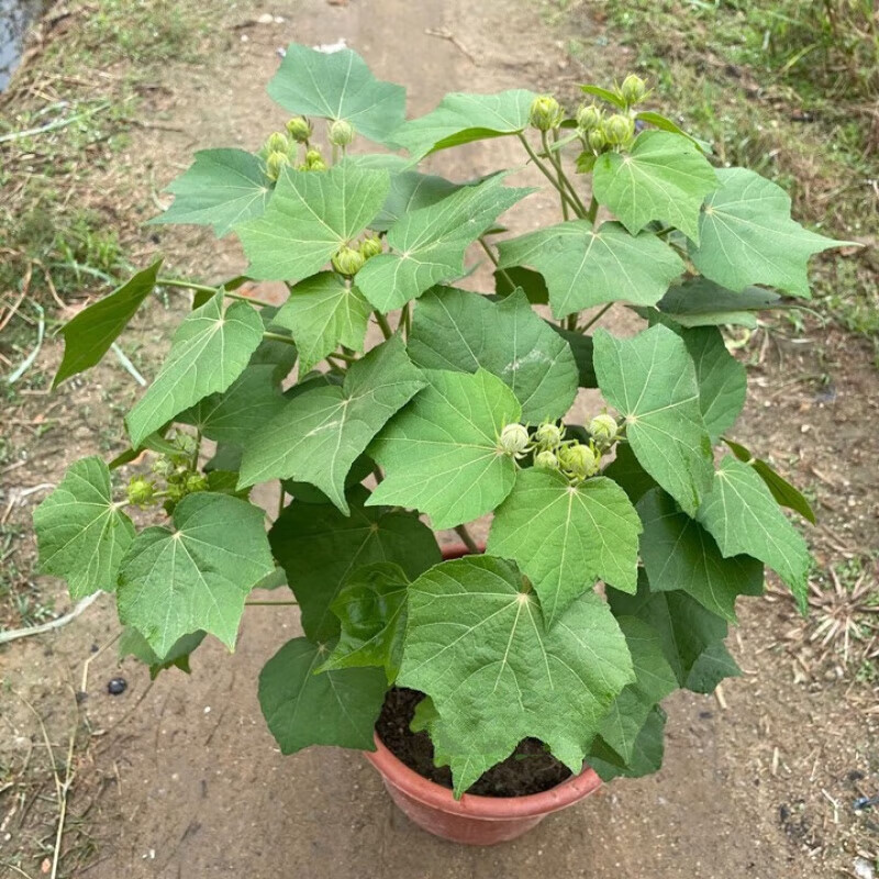 重瓣醉芙蓉花苗木芙蓉三醉芙蓉变色耐寒室内外绿化 带花苞(50-55)cm