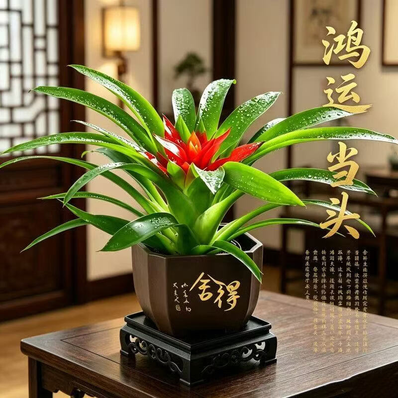 【花仙子】鸿运当头带花小红星花卉室内客厅植物办公室净化空气A 2盆鸿运当头(舍得盆配地垫) 带盆(盆直径9cm/整高20-25cm)